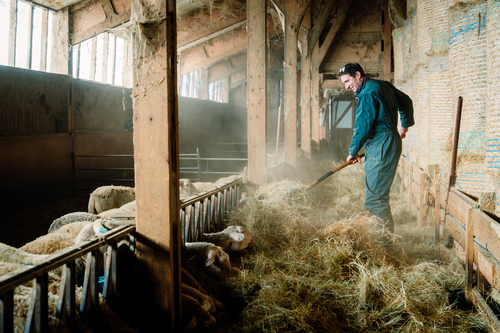 Private gallery for FAMILLE BOURDELY, ELEVEUR 